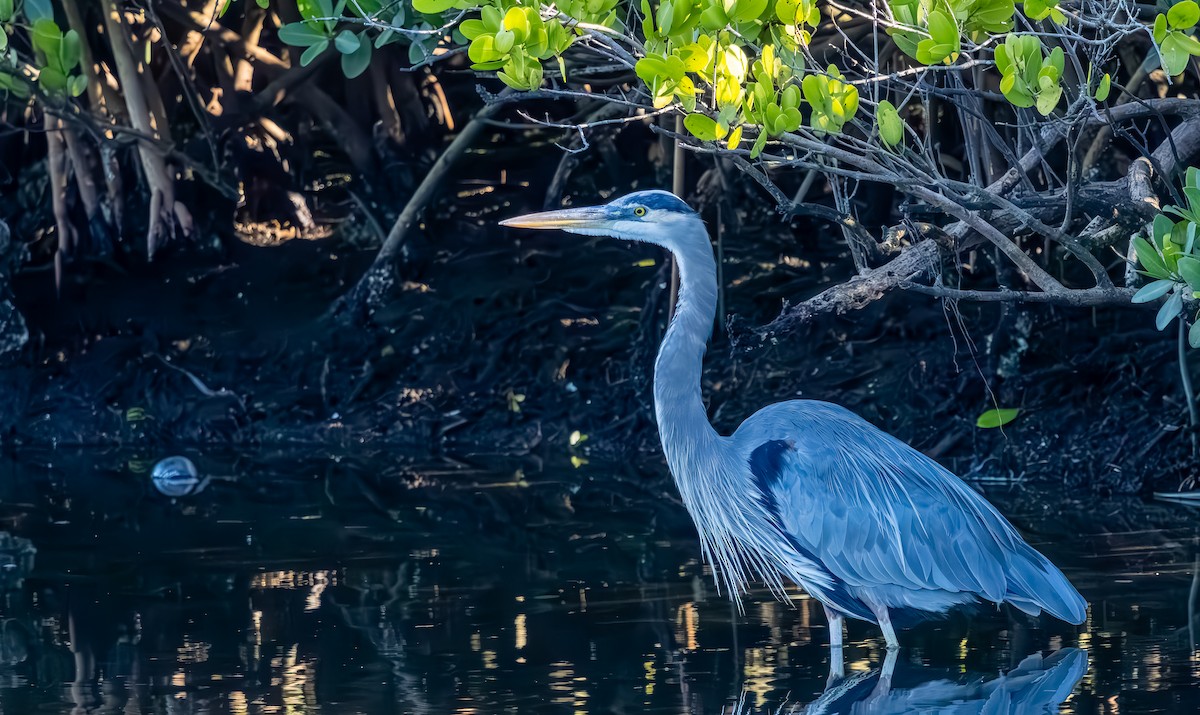 Great Blue Heron - ML645140556