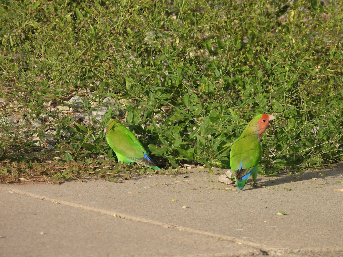 Rosy-faced Lovebird - ML645140558