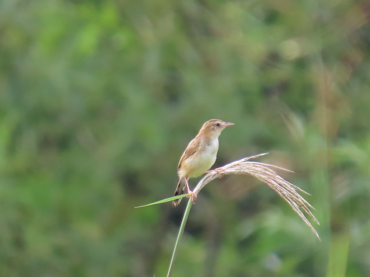 Zitting Cisticola - ML645140559