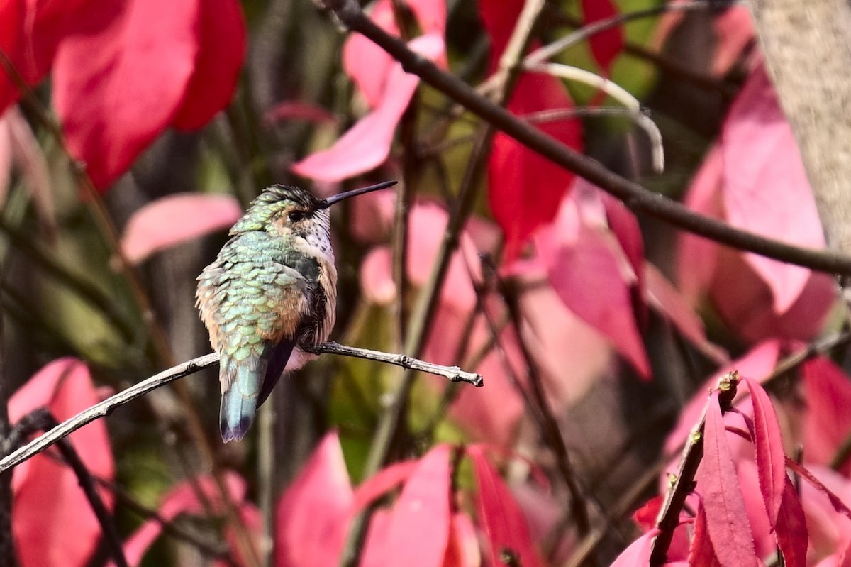 Colibri roux - ML645140560