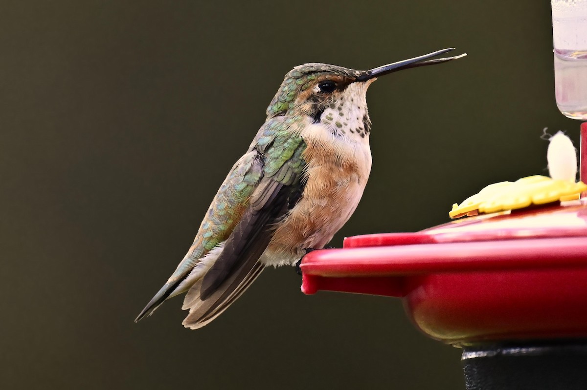 Colibri roux - ML645140561