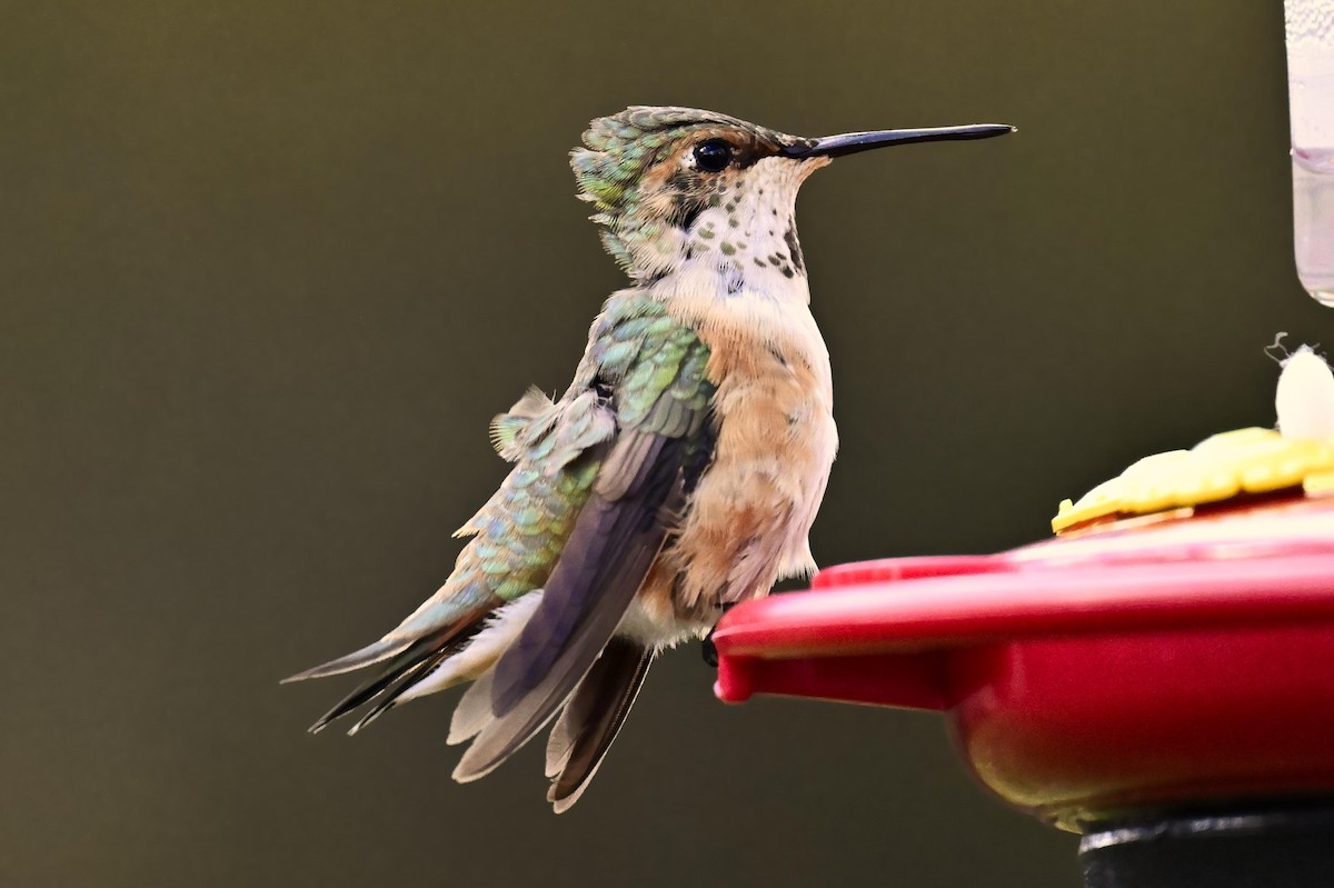 Colibri roux - ML645140562