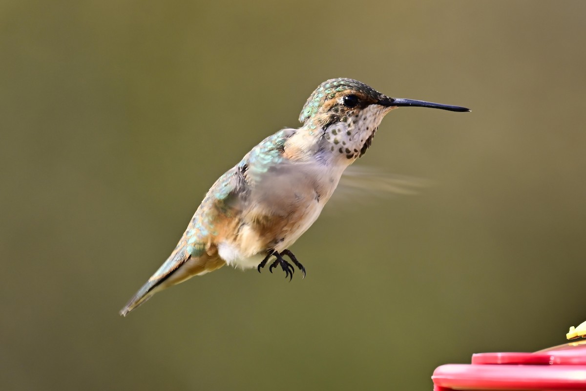 Colibri roux - ML645140563