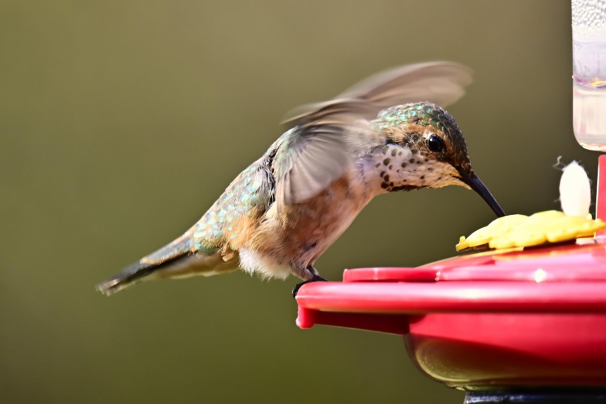 Colibri roux - ML645140564