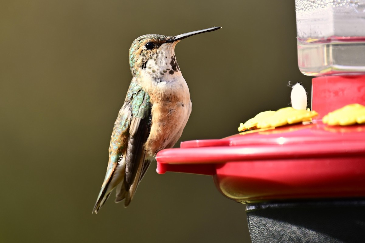 Colibri roux - ML645140565