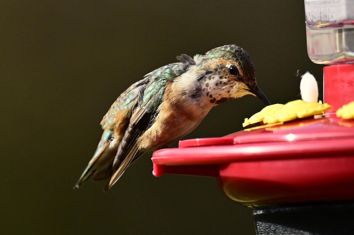 Colibri roux - ML645140566