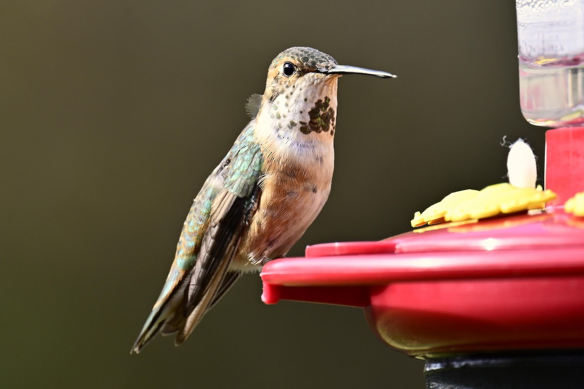 Colibri roux - ML645140567