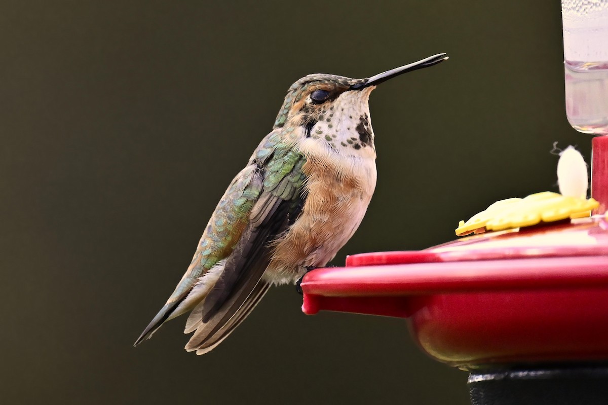 Colibri roux - ML645140568