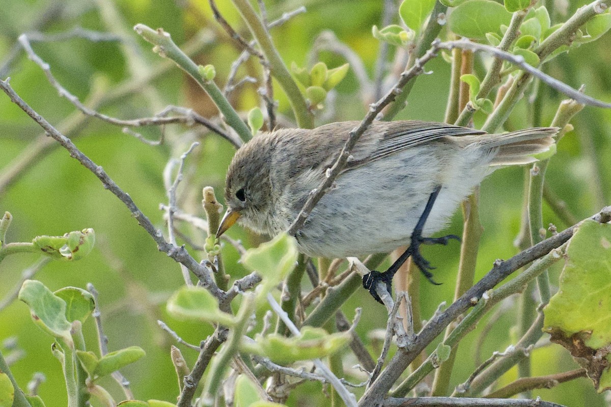 Gray Warbler-Finch - ML645140570