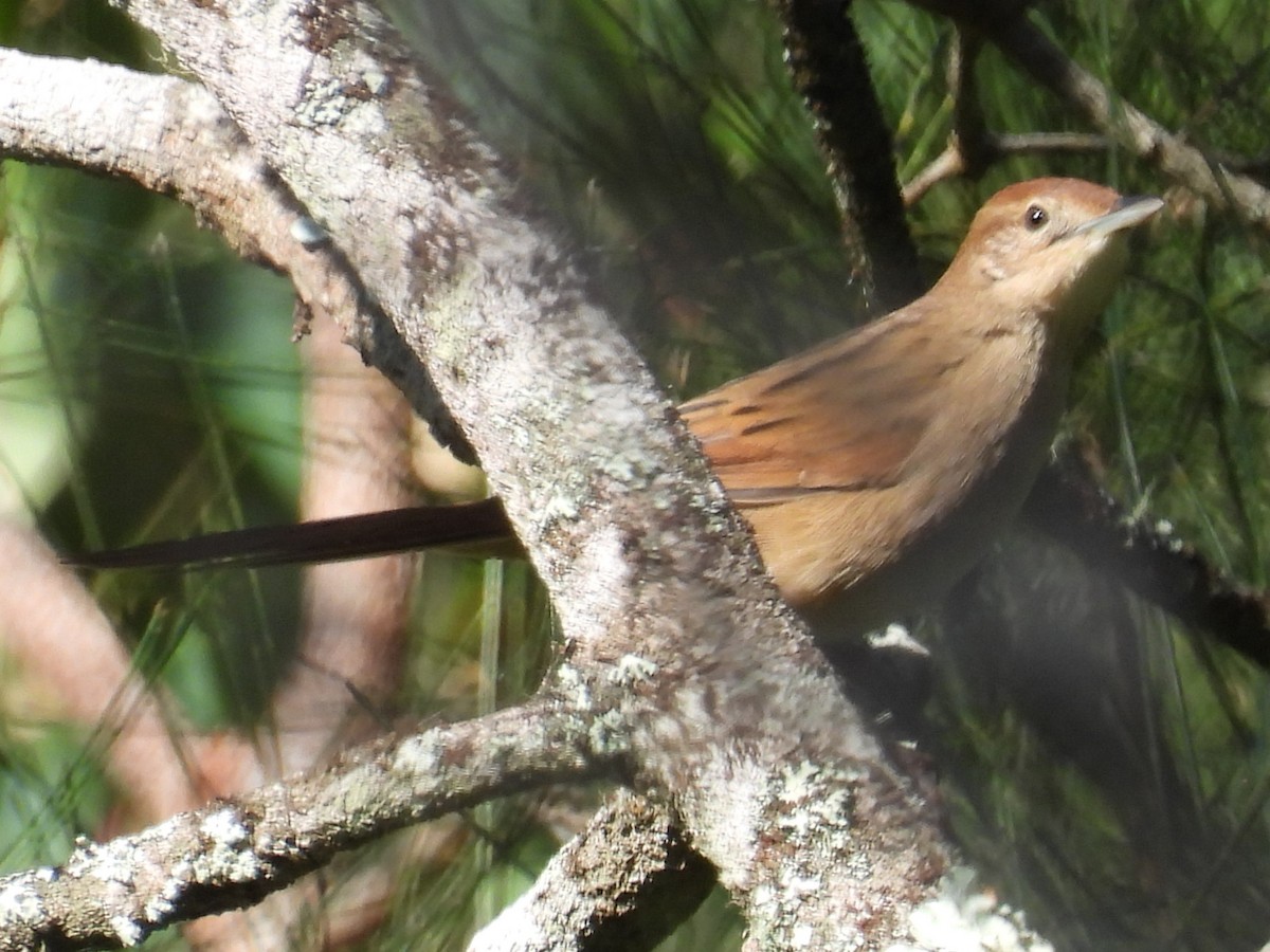 Tawny Grassbird - ML645140571