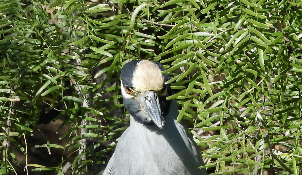 Yellow-crowned Night Heron - ML645140572
