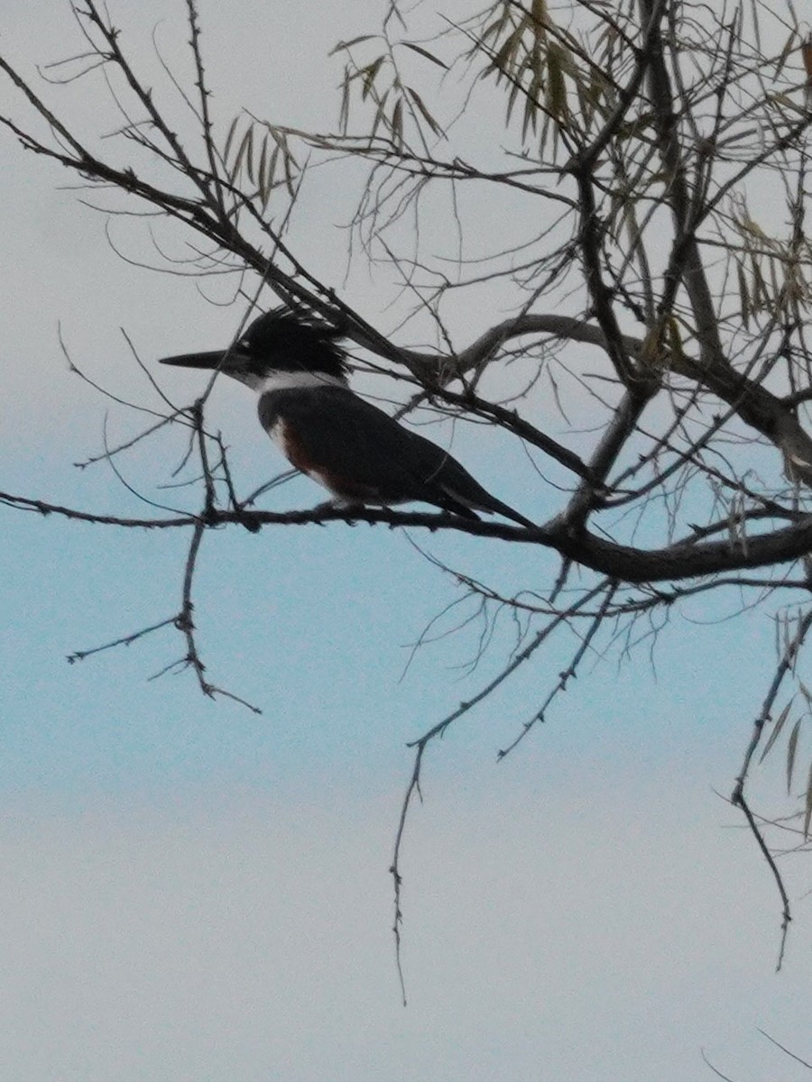 Belted Kingfisher - ML645140573