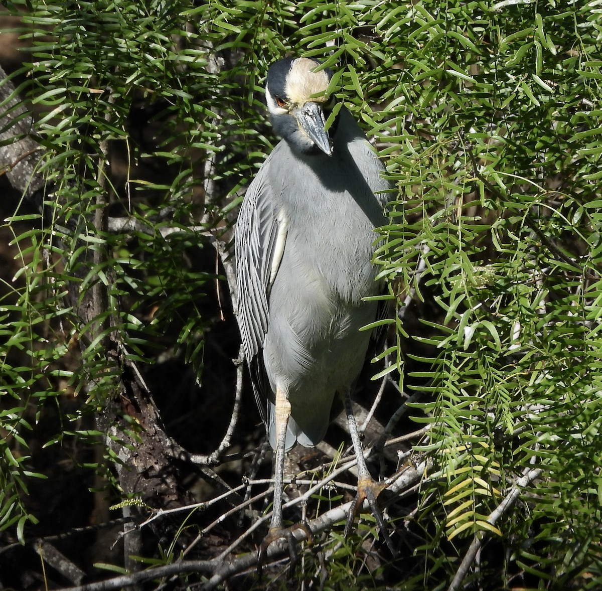 Yellow-crowned Night Heron - ML645140574