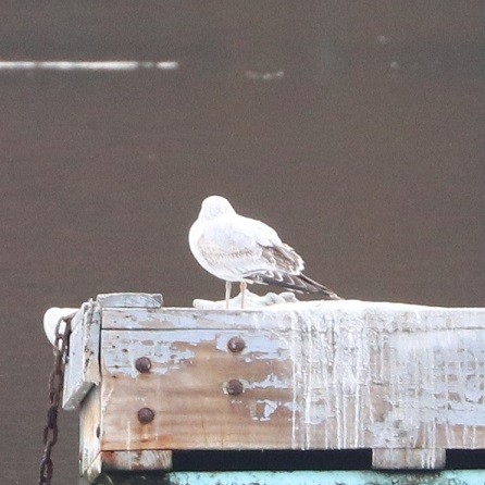Ring-billed Gull - ML645140575