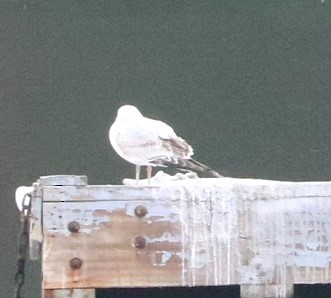 Ring-billed Gull - ML645140576