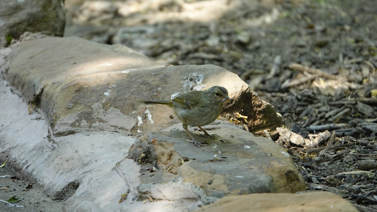 Olive Sparrow - ML645140578