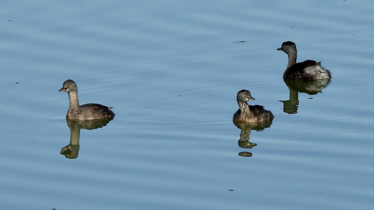 Least Grebe - ML645140579
