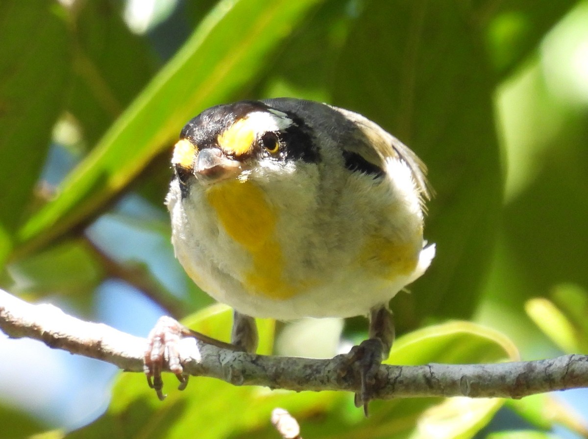 Striated Pardalote (Eastern) - ML645140580