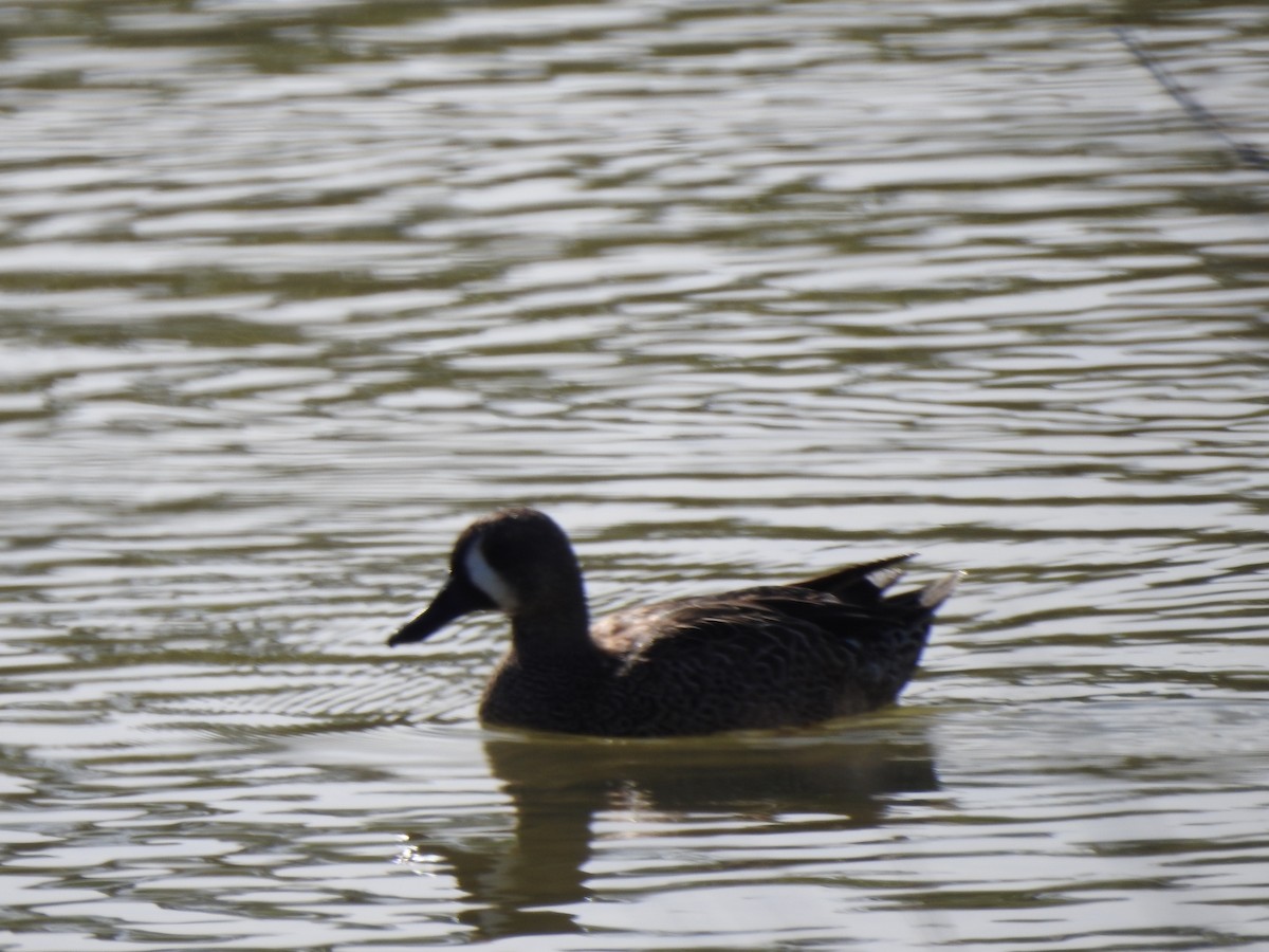 Blue-winged Teal - ML645140581