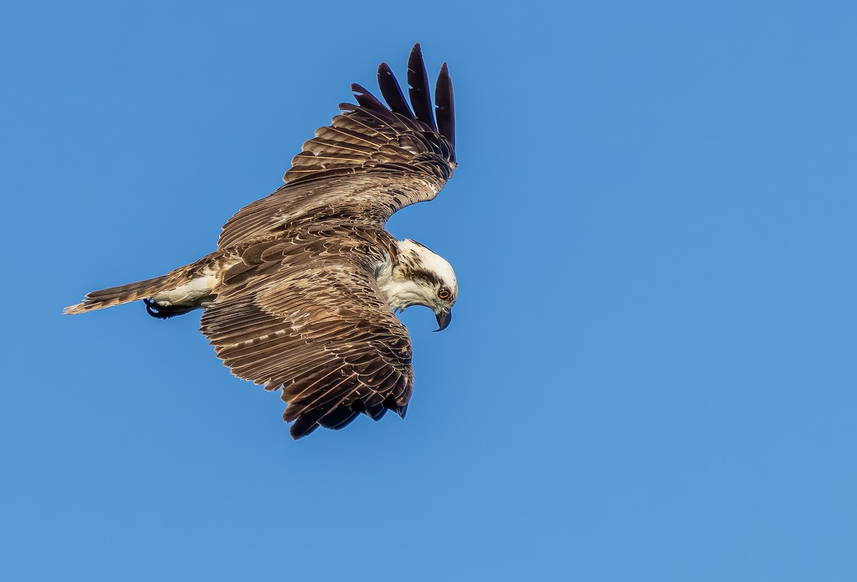 Osprey - ML645140582