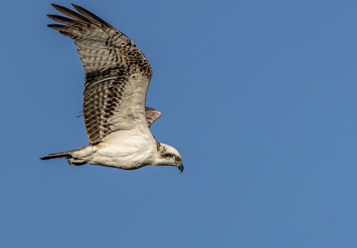 Osprey - ML645140583