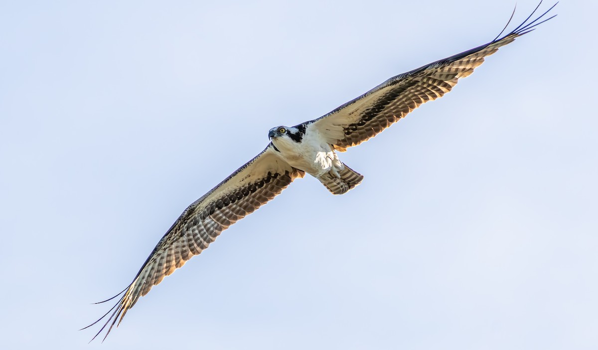 Osprey - ML645140584