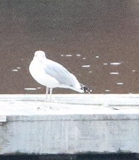 American Herring Gull - ML645140585