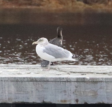 American Herring Gull - ML645140586