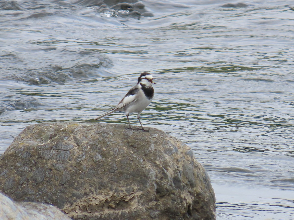 White Wagtail - ML645140587