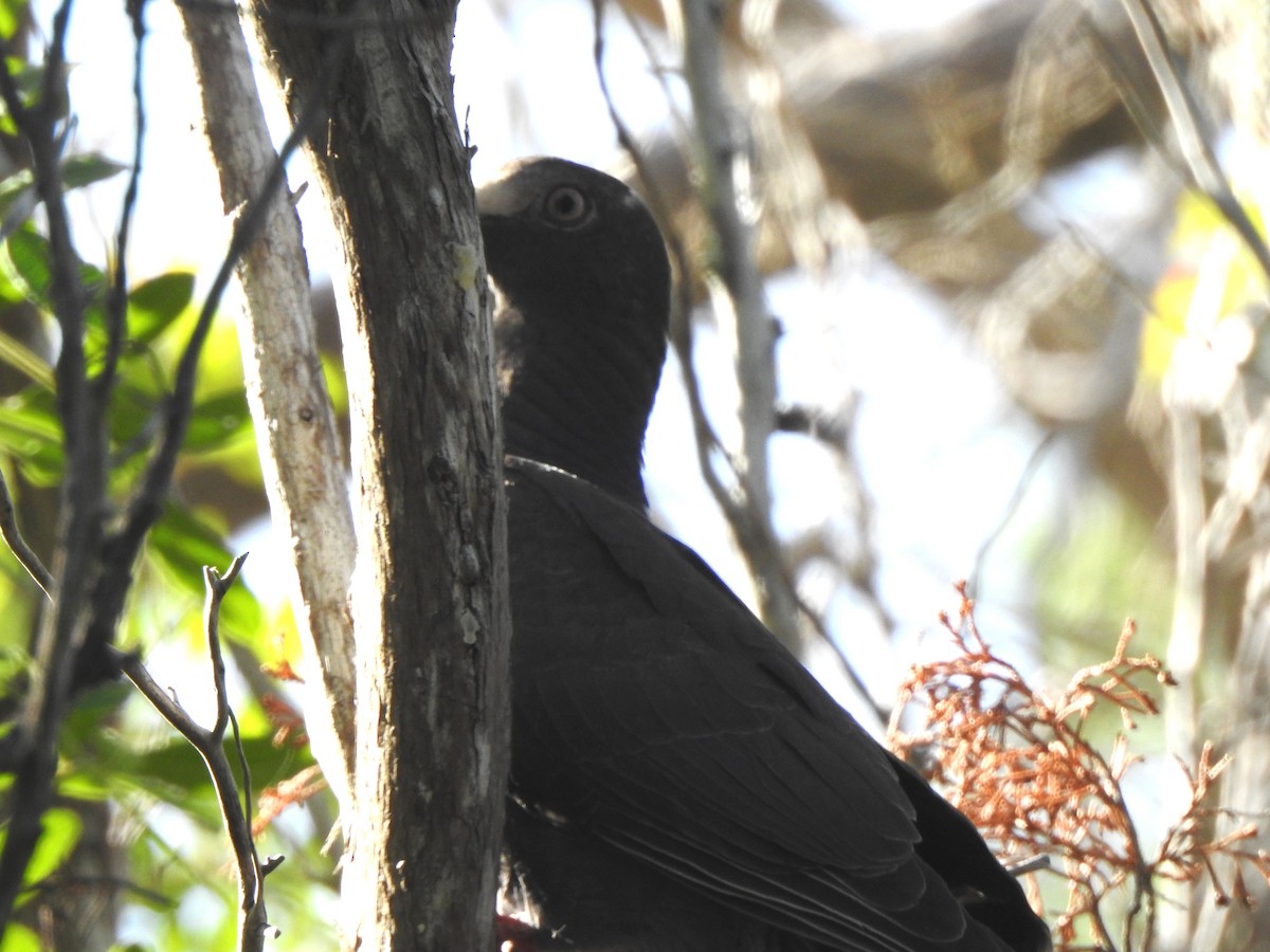 holub antilský - ML645140588