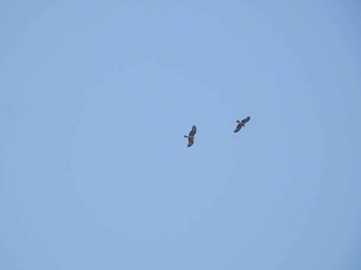 Booted Eagle - ML645140590