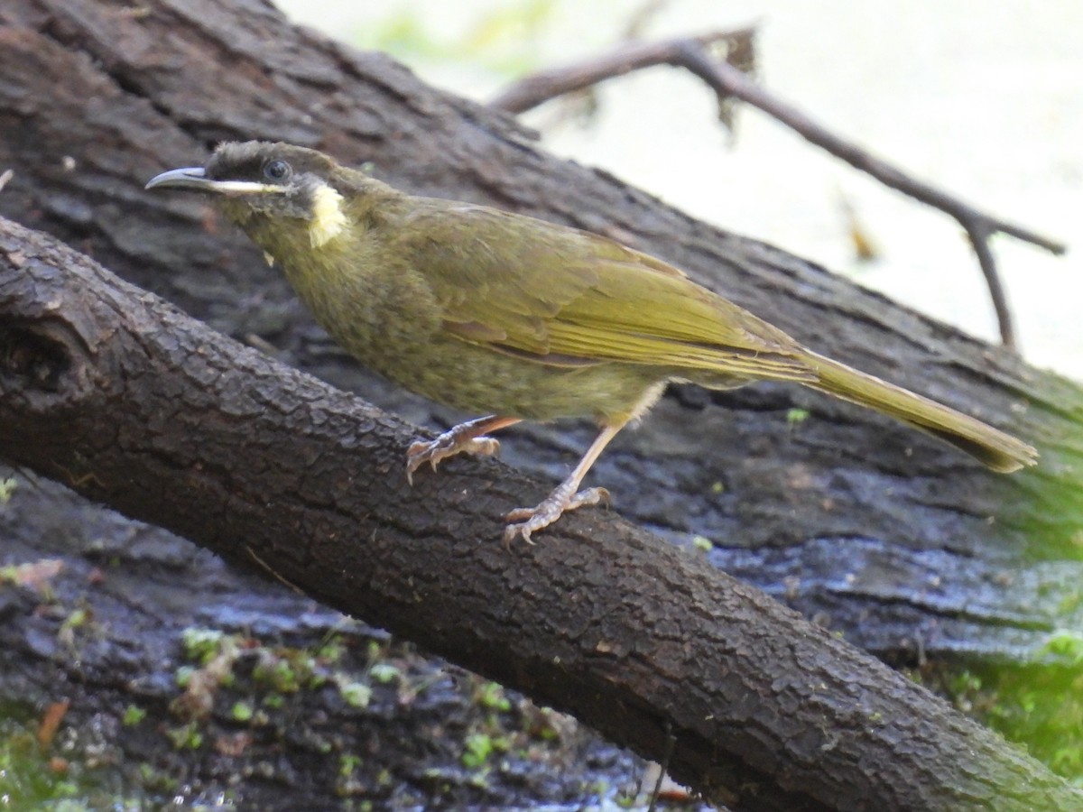 Lewin's Honeyeater - ML645140592