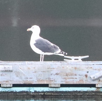 racek mořský - ML645140593