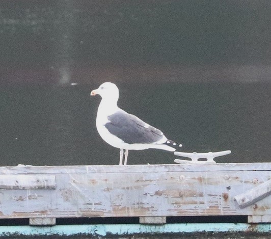 racek mořský - ML645140594