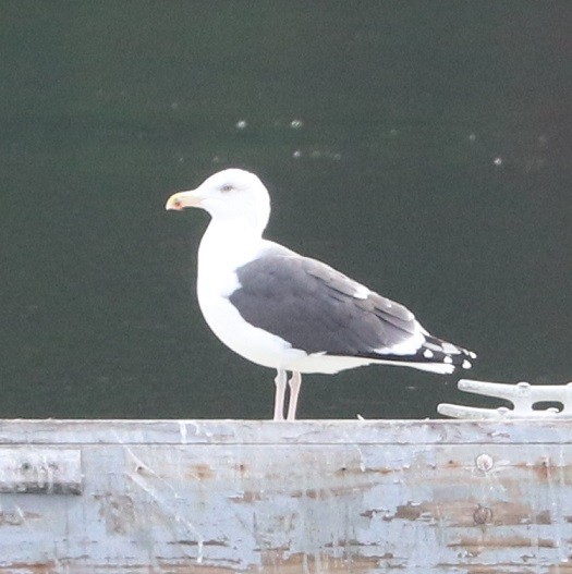 Great Black-backed Gull - ML645140595
