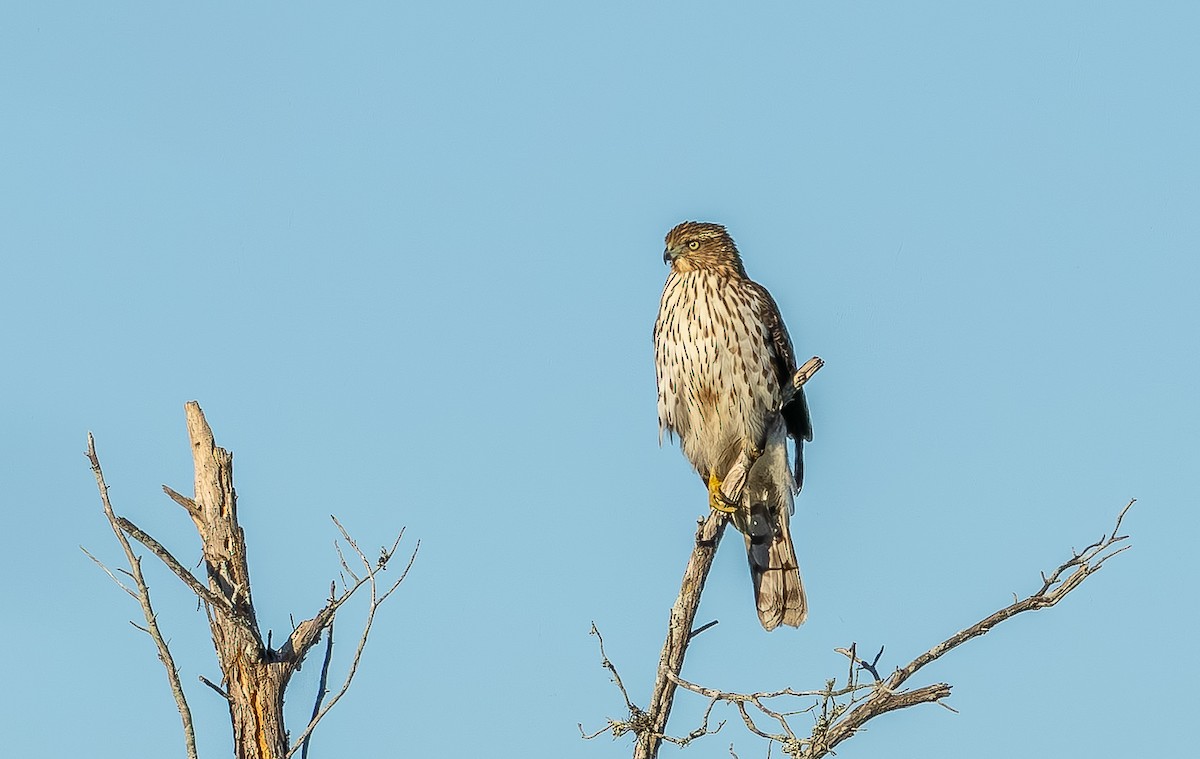 Cooper's Hawk - ML645140596