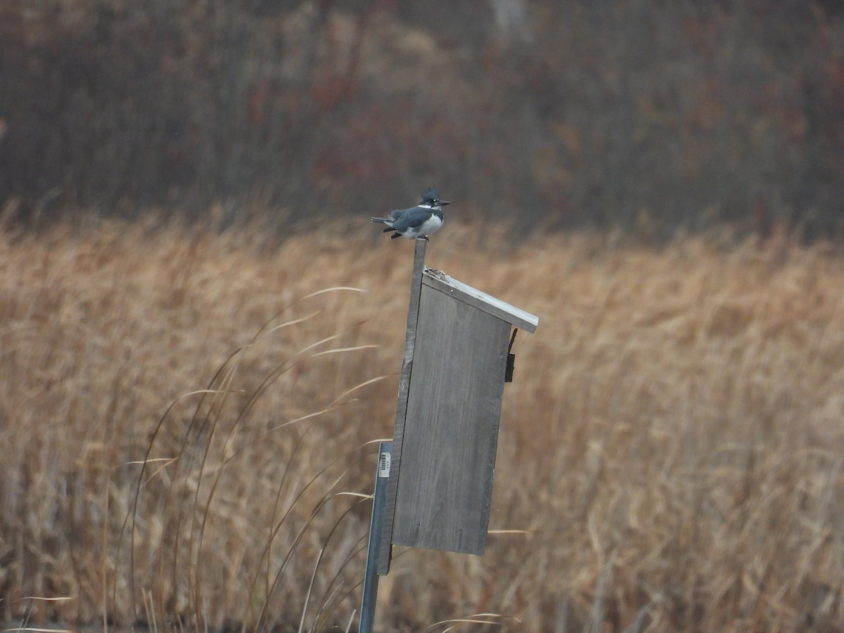 Belted Kingfisher - ML645140598