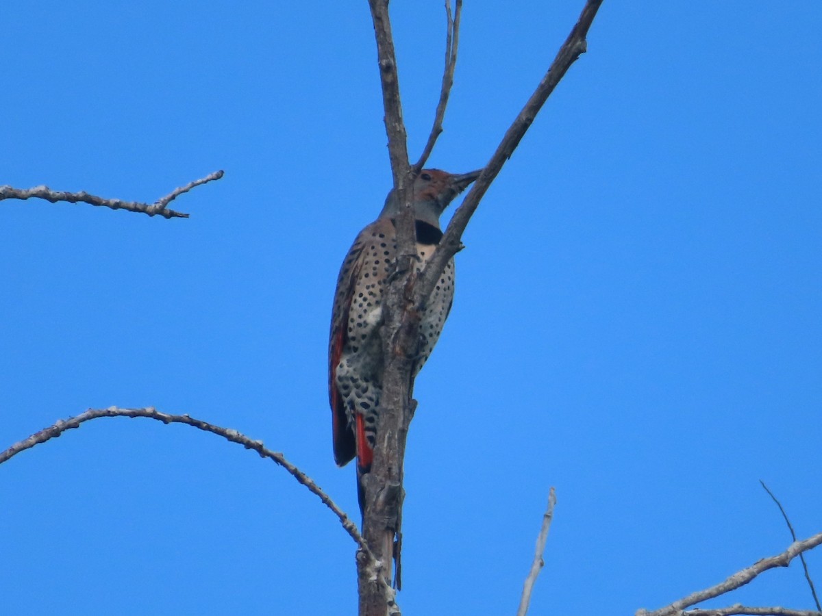 Northern Flicker - ML645140600