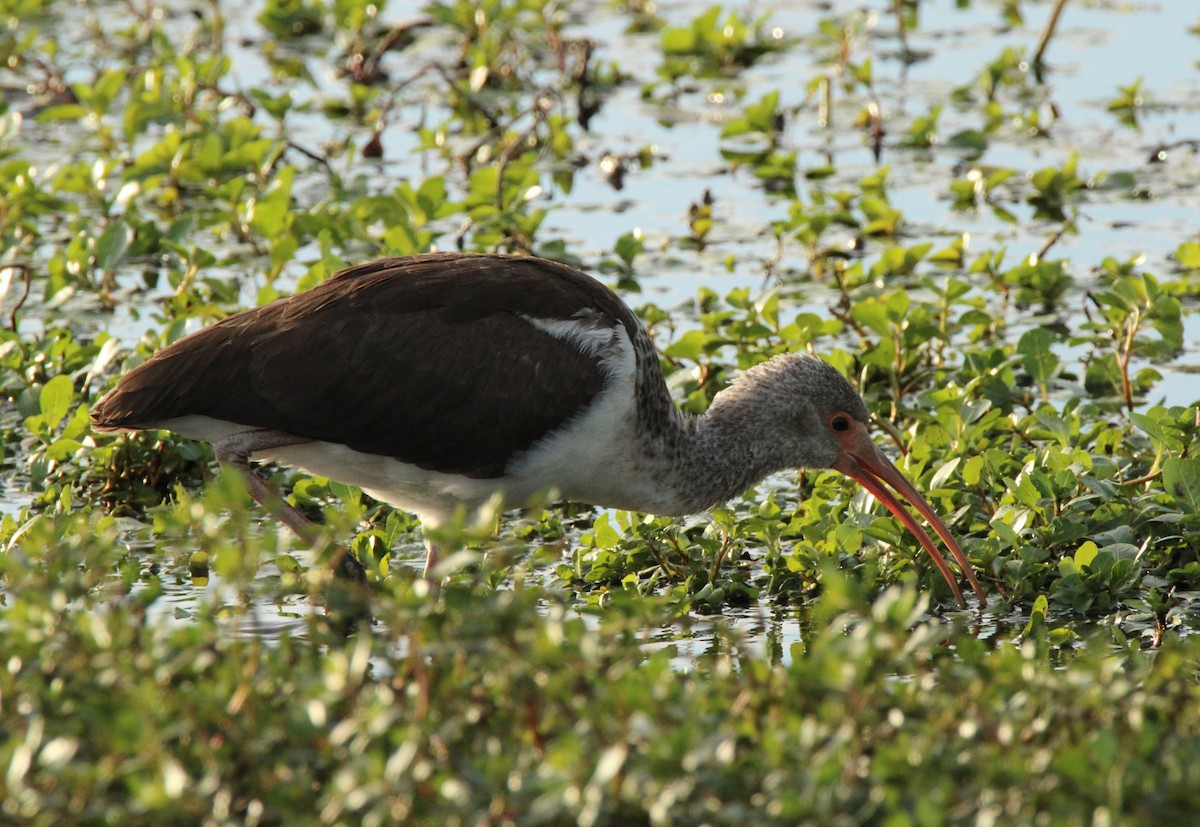 White Ibis - ML645140610