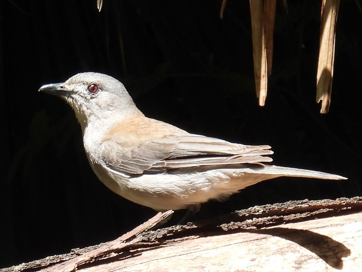 Gray Shrikethrush - ML645140617