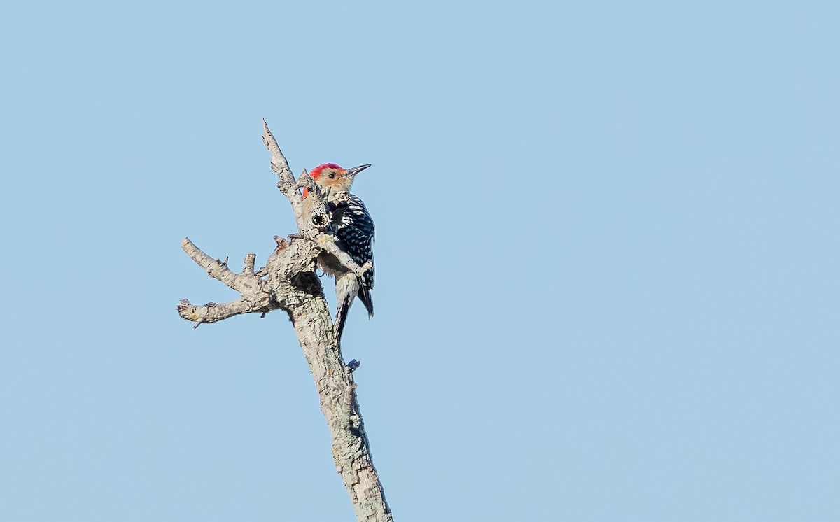 Carolinaspecht - ML645140645