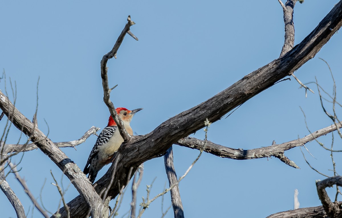 Carolinaspecht - ML645140646