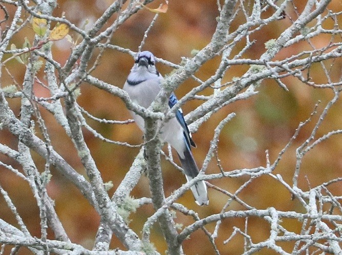 Blue Jay - ML645140661