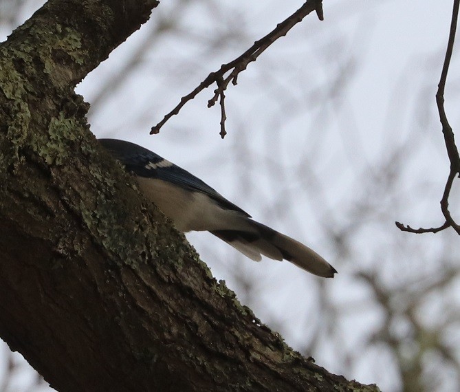 Blue Jay - ML645140662