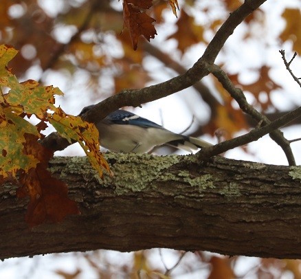Blue Jay - ML645140663