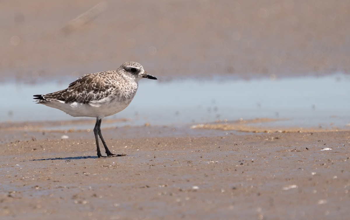 Chorlito Gris - ML645140680