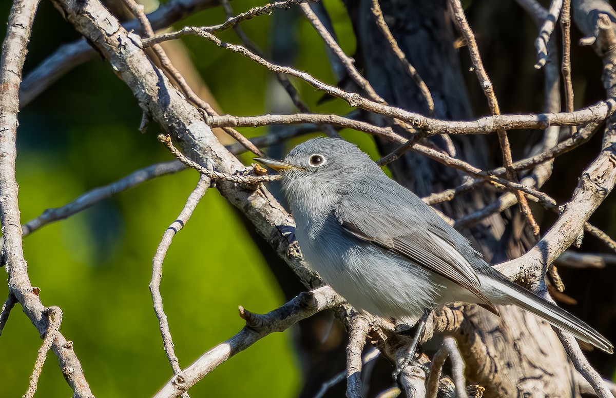 Голубая комароловка - ML645140697