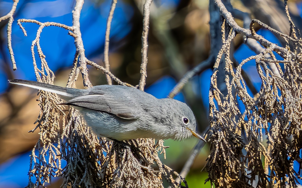 Голубая комароловка - ML645140698