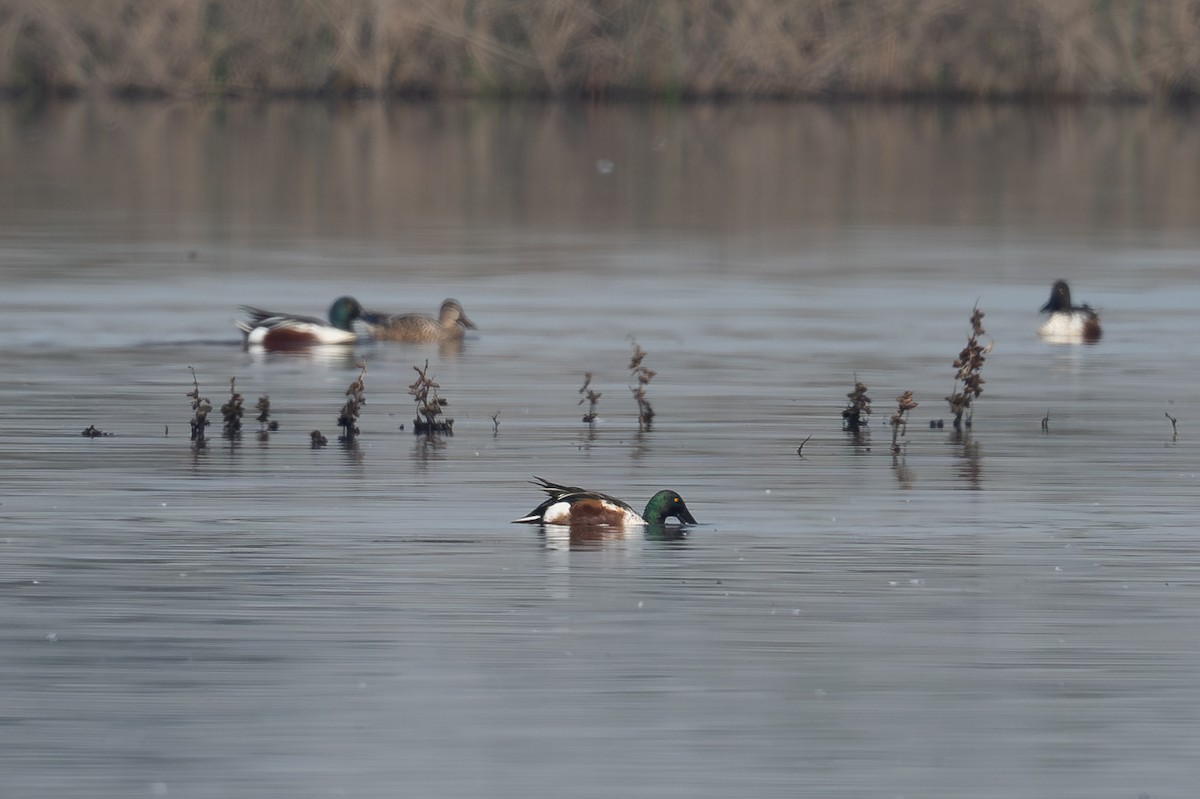 Mestolone - ML645140708