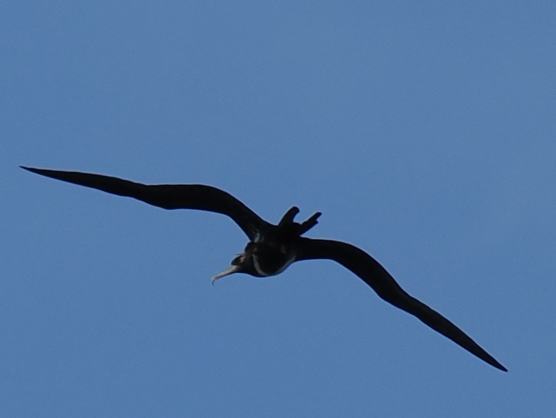 Magnificent Frigatebird - ML645140725